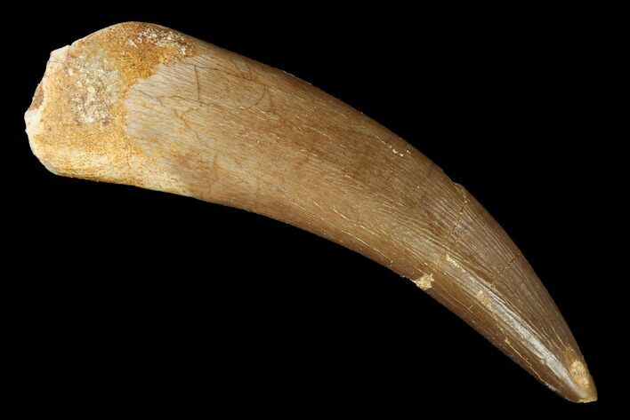 Fossil Plesiosaur (Zarafasaura) Tooth - Morocco #163755